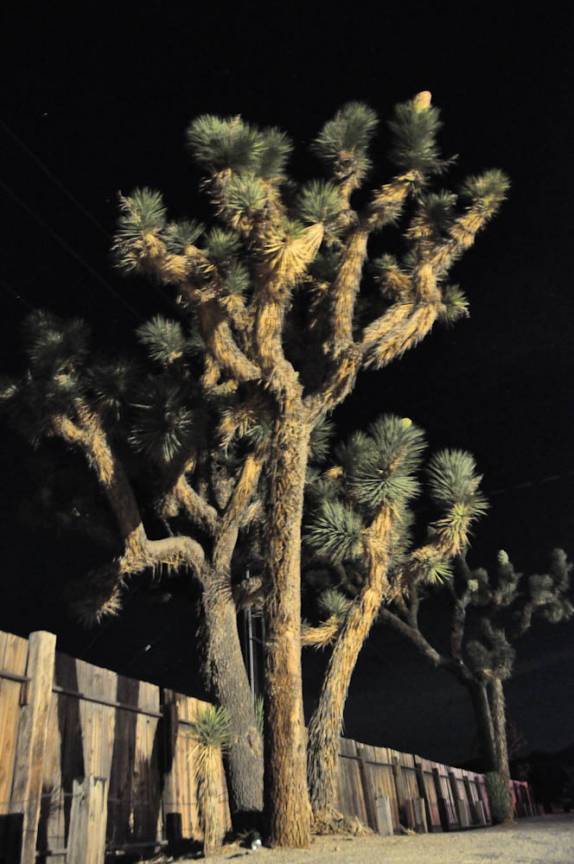 Uma legítima Joshua Tree na noite de Pioneertown, na Califórnia, nos Estados Unidos